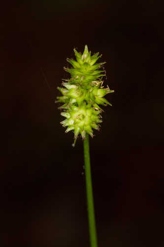 Carex cephalophora #17